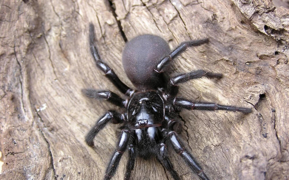  FOTÓK: A világ leghalálosabb pókjai… Kerülje őket a kirándulásain!