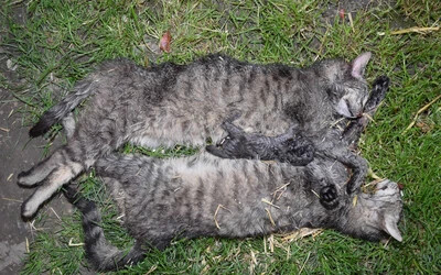 A dunaszerdahelyi rendőrség gyanús macskatetemek ügyében nyomoz