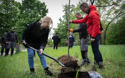 Čaputová és csapata több mint hatezer fát ültetett szombaton
