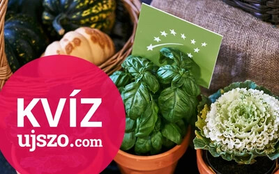KVÍZ: Felismered a fűszernövényeket?