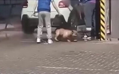 Magasnyomású autómosóval fürdettek egy kutyát Privigyén