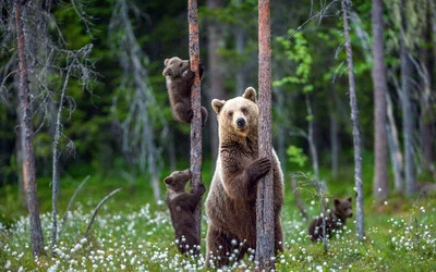 Ezt tegyük, ha medvével találkozunk!