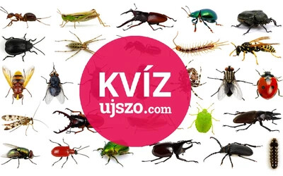 KVÍZ: Felismered a rovarokat?