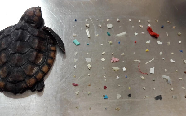 104 műanyag darabot szedtek ki egy elpusztult teknős testéből