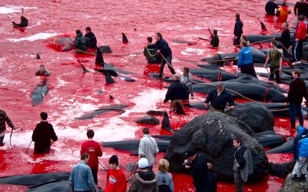 Több mint 500 delfint pusztítottak el a Feröer-szigeteken