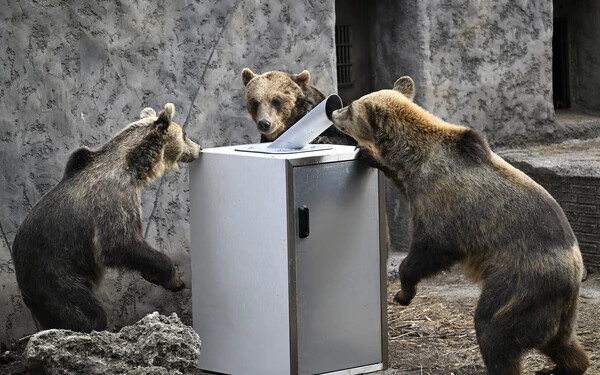FOTÓK: Szemetes konténer terhelési próbáját végezték el a bajmóci állatkert medvéi