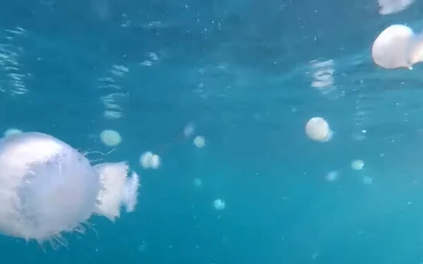 medúza izrael medúzaraj