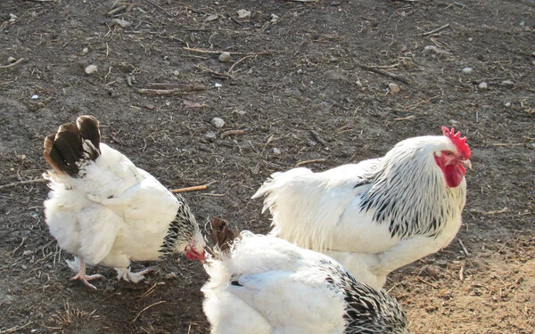 A madárinfluenza új altípusát találták csirkékben Kínában