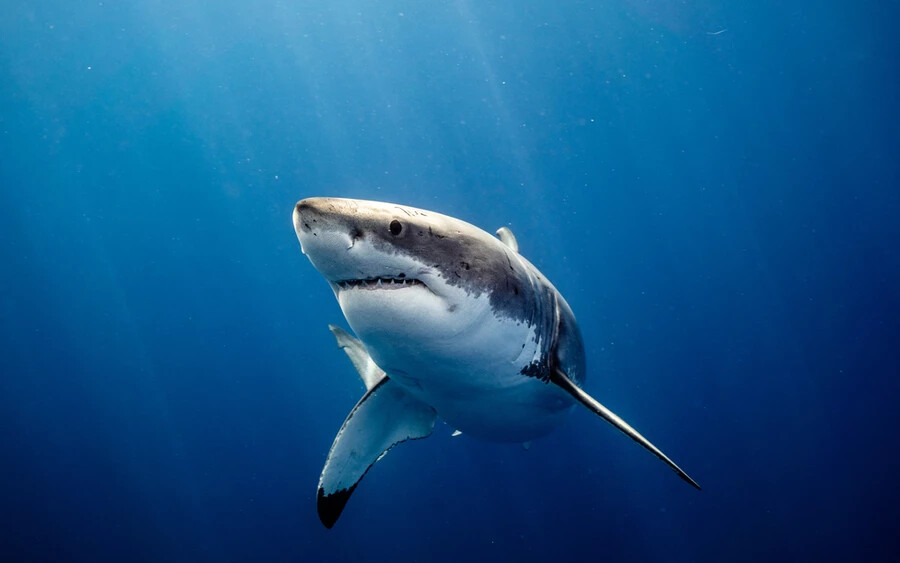 A második teszt során halport tettek a csomagba, amely a cápák dopamintermelését segíti elő. Ez a szer áll hatásában legközelebb a kokainhoz, és a csapat még etikusan be is vethette csaliként. Eredményképp a cápák látványosan izgatott állapotban lettek a halpor elfogyasztása után. A kutatók tehát megállapíthatták: a floridai cápák valószínűleg fogyasztják a tengerbe kerülő kokainkészleteket.