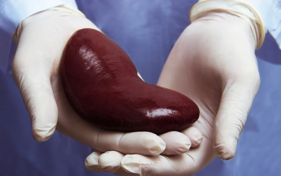 Az efféle transzplantációk több millió ember életét menthetnék meg, ugyanis a szervátültetésre várók listája rendkívül hosszú. 