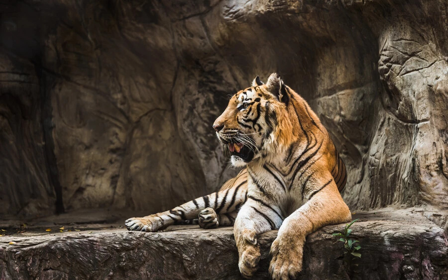 A pakisztáni Pandzsáb tartományban bezártak egy állatkertet, miután kiderült, hogy az ott tartott tigrisek egy rutinszerű karbantartás során megöltek egy férfit, akinek cipőjét az egyik állat szájában találták meg. 