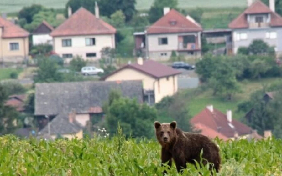 Az állatot a  Liptószentmiklósi rakparton és a bevásárlóközpont környékén is látták. Egy medve az Alacsony-Tátrában egy párt is megtámadott, közülük a női tag menekülés közben egy szakadékba zuhant, és életét vesztette. A cseh beszámolók alatt a potenciális kirándulók hamar elkezdték megvitatni a szlovákiai támadásokat.