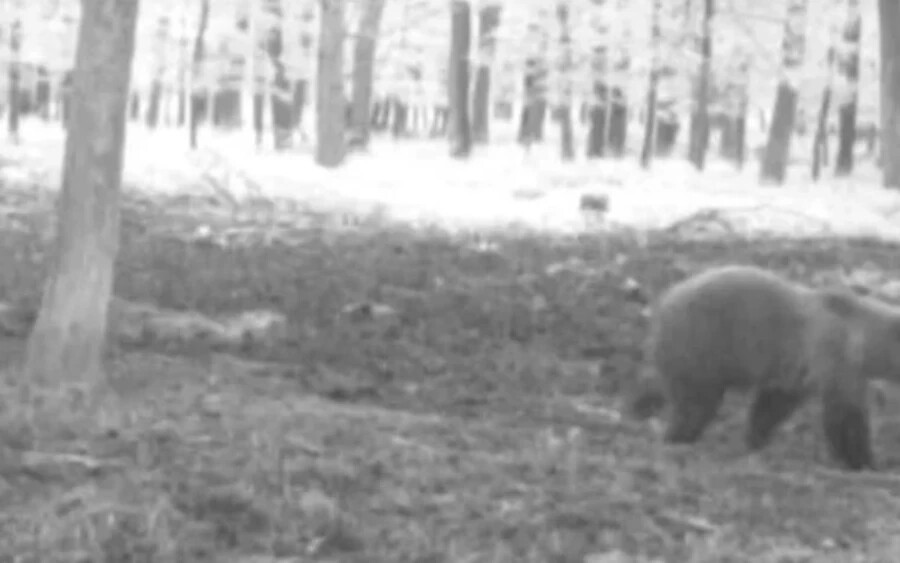 A környékbeli vadászok szerint a medve errefelé valóban meglepő jelenség. Elmondásuk szerint a Nyitra környéki falvakban még soha nem láttak egyet sem. „Még történelmileg sem jegyezték fel, hogy medve költözött volna ide" - mondta Marek Szalai, a csekeji vadászegyesület elnöke.
