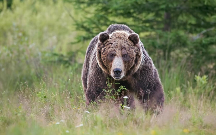 A Poprádi járásban található Szvit városról van szó, amelynek önkormányzata közölte, hétfőn (április 22-én) 16.00 óra körül medvét észleltek és jelentettek a Svitpack felől nyugat felé vezető kerékpárúton.