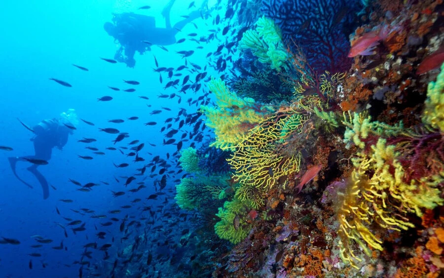 A Nagy-korallzátony fokozatosan újra növekszik.