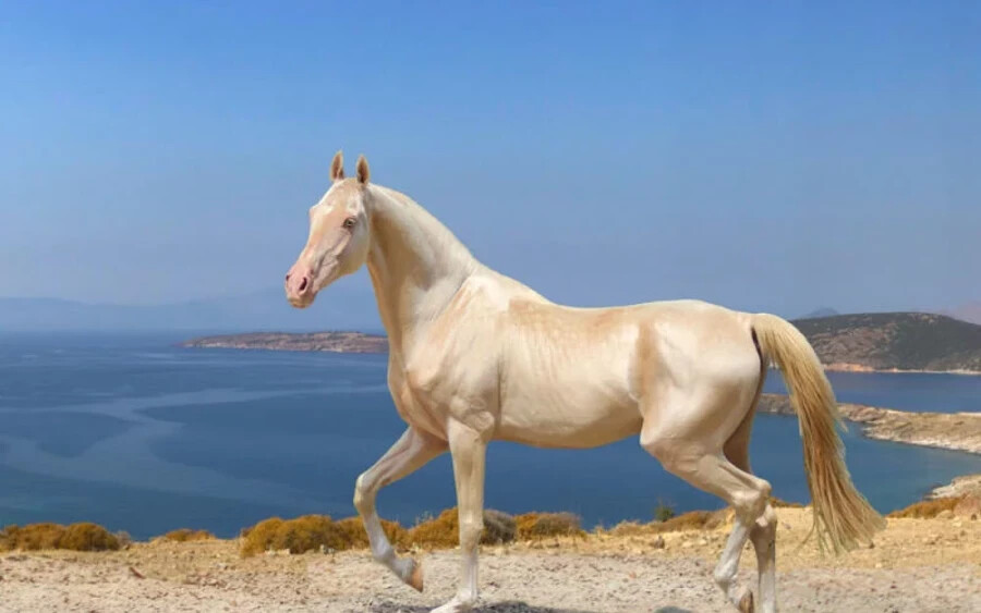 Akhal teke: Egy tipikus türkmenisztáni lófajta, mely nemcsak a szokatlan kitartásától lesz különleges, hanem a külseje miatt is, különös tekintettel szőrszínére, melynek köszönhetően gyakran „arany lóként” hivatkoznak rá.