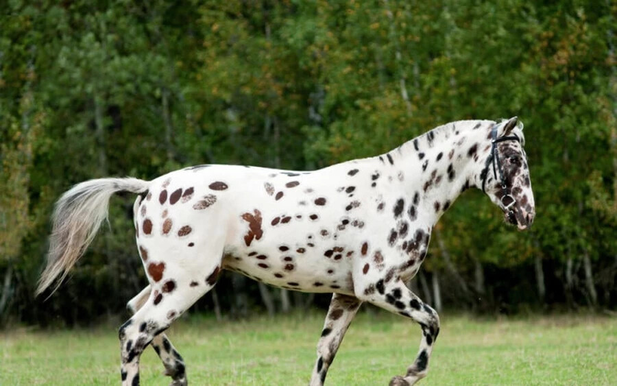 Knabstruppi ló: Ez a dán lófajta tarka bundájáról híres, első ránézésre akár betegnek is vélhetnénk. Valójában azonban szívós állat, amely akár szekereket is képes elhúzni, de egy cowboy is megülhetné a prérin.