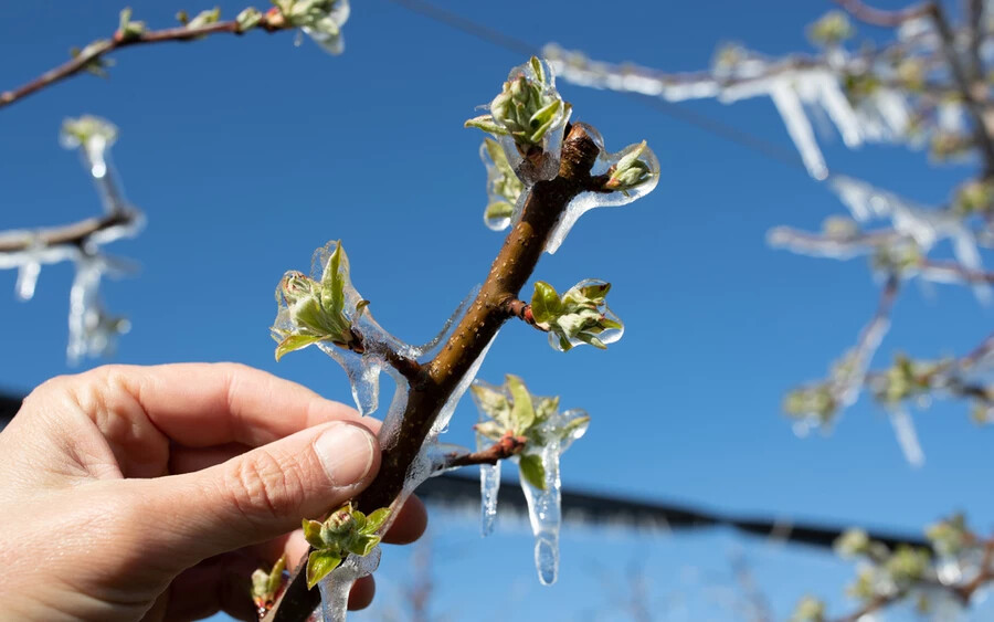 A Szlovák Hidrometeorológiai Intézet (SHMÚ) közölte, hogy kedden helyenként rekordhideg volt Szlovákiában. A meteorológusok szerint a hideg időjárás folytatódik. Az éjszakai fagyok miatt ismét több kár éri majd a növényeket, különösen a virágzó gyümölcsfákat.