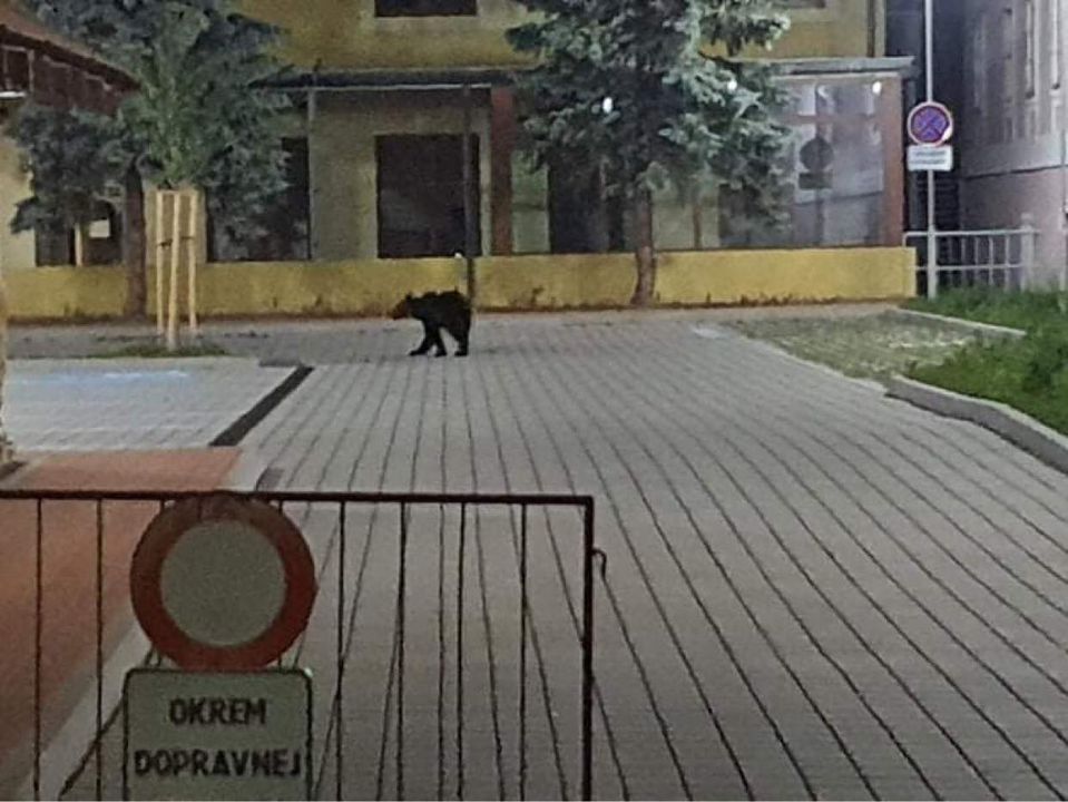 Medve Garamszentkereszt utcáin.