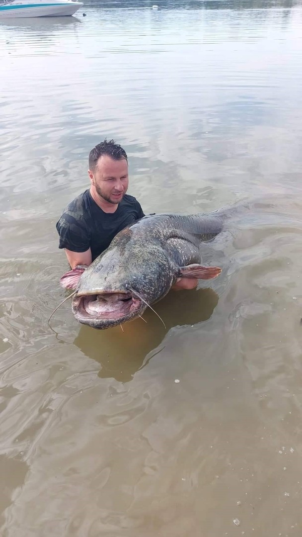 Két és fél méteres, egymázsás harcsát fogott ki a Dunából egy párkányi horgász