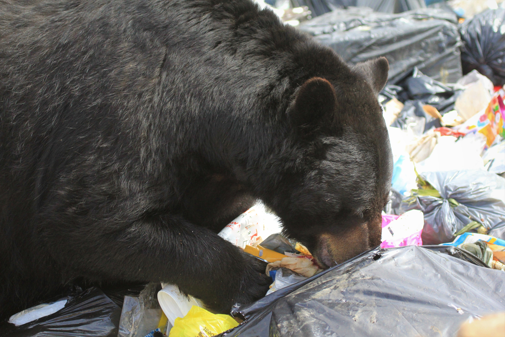 Amennyiben nem akarjuk, hogy a medve gyakran járjon a házunkhoz, rejtsük el a kommunális hulladékot. Ha túrázunk vagy sátorozunk, mosogassunk el, és rakjuk el az ételmaradékot, így semmi sem fogja odacsábítani a medvét.