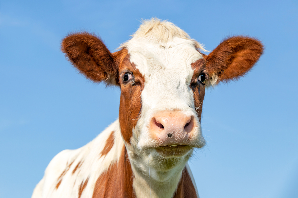 Nyugat-Írországban az a hiedelem járja, hogy ha csuklunk, képzeljünk el egy kék mezőben legelésző zöld tehenet.