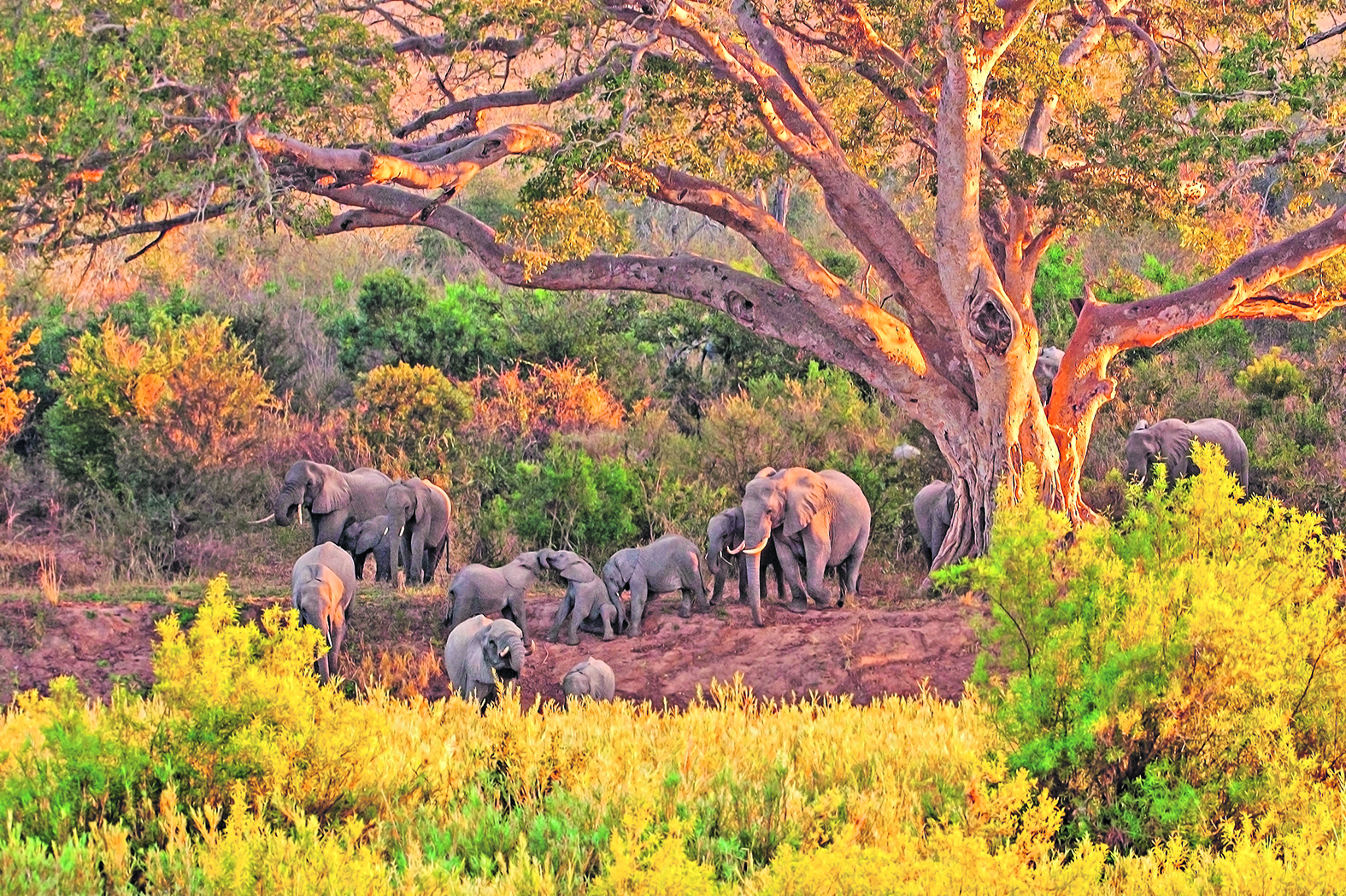 Békés világ a Kruger Nemzeti Parkban