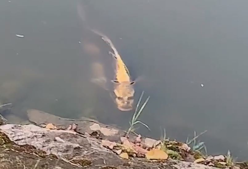 Bizarr videó egy emberarcú halról