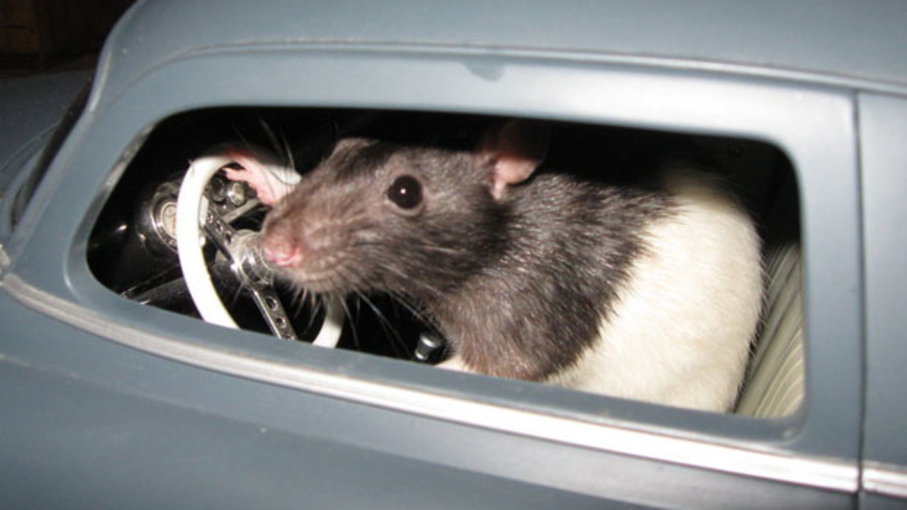 Az autóvezetés segít "ellazulni" a patkányoknak