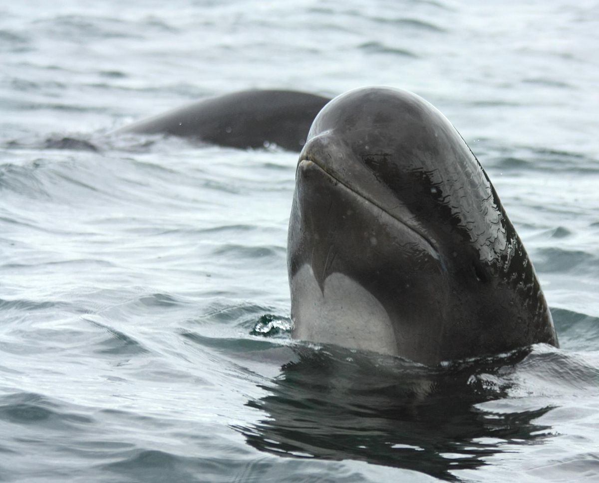 rövidszárnyú gömbölyűfejű delfin