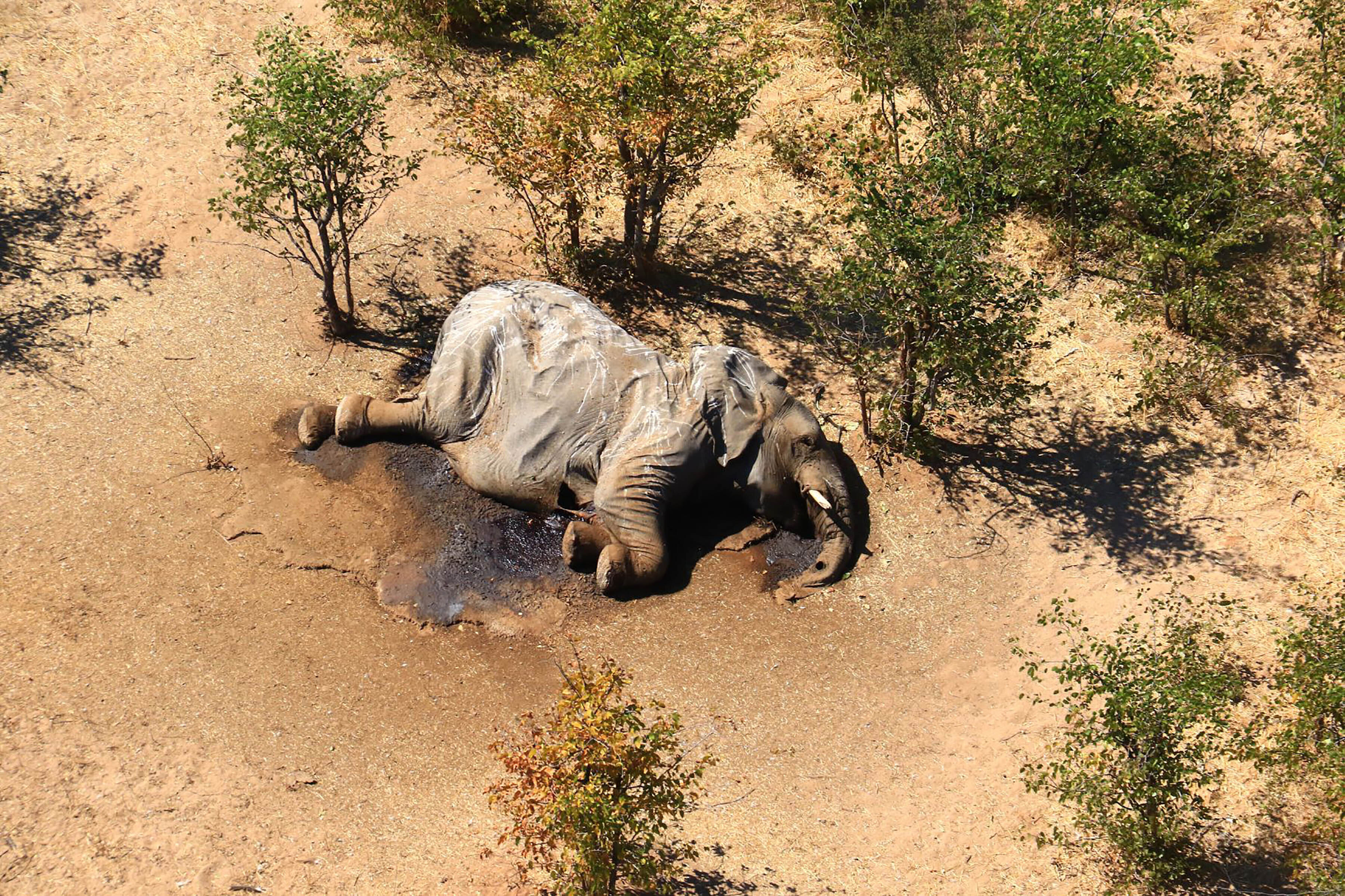 elefántpusztulás