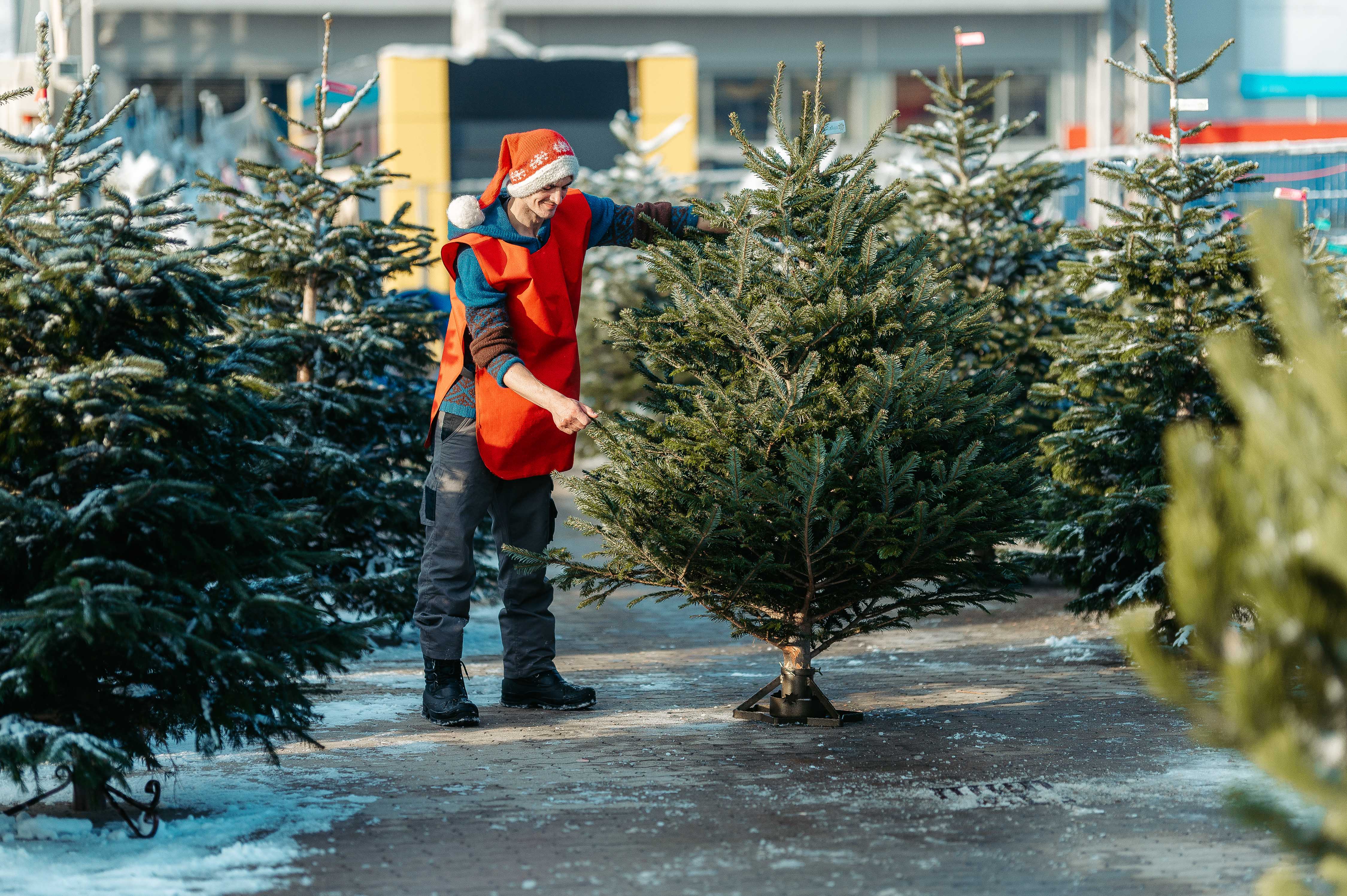 A fenyőfa karácsonykor továbbra is menő portéka, de legtöbbjük továbbra is a kukában végzi