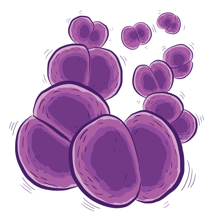 meningococcus