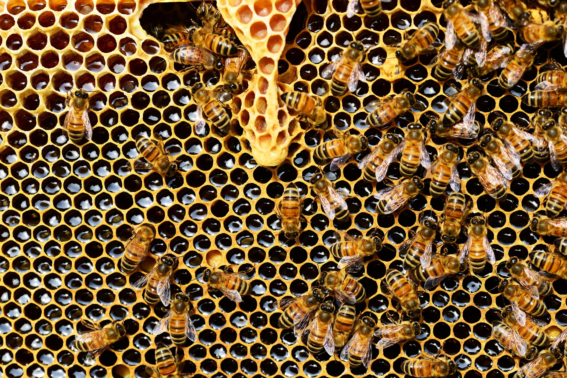 méhész méhek
