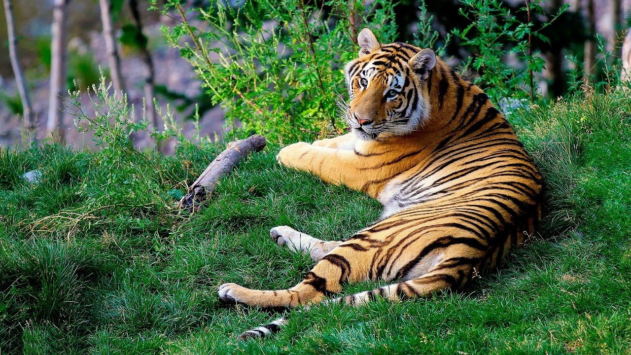 bengáli tigris