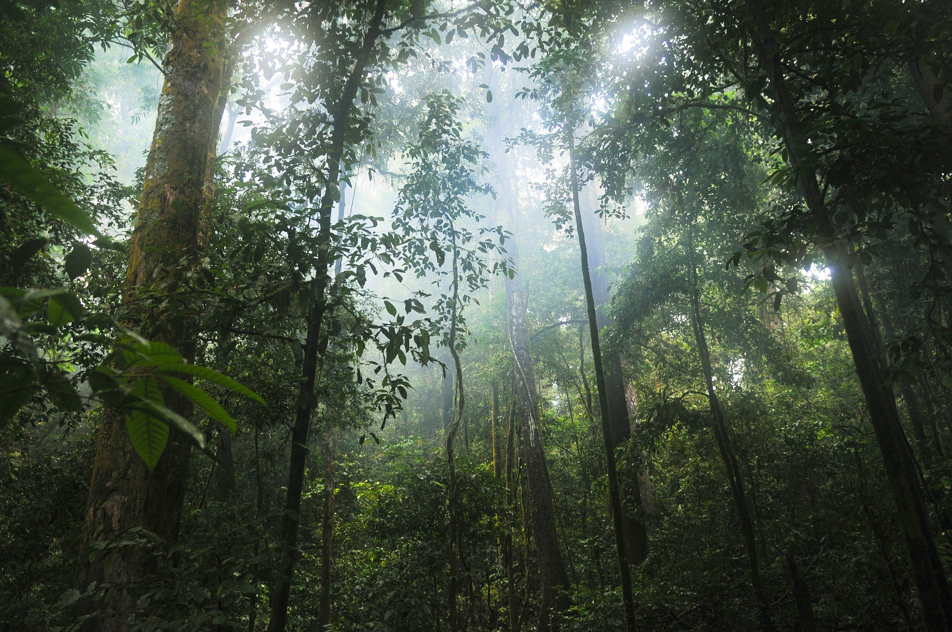 esőerdő illusztráció