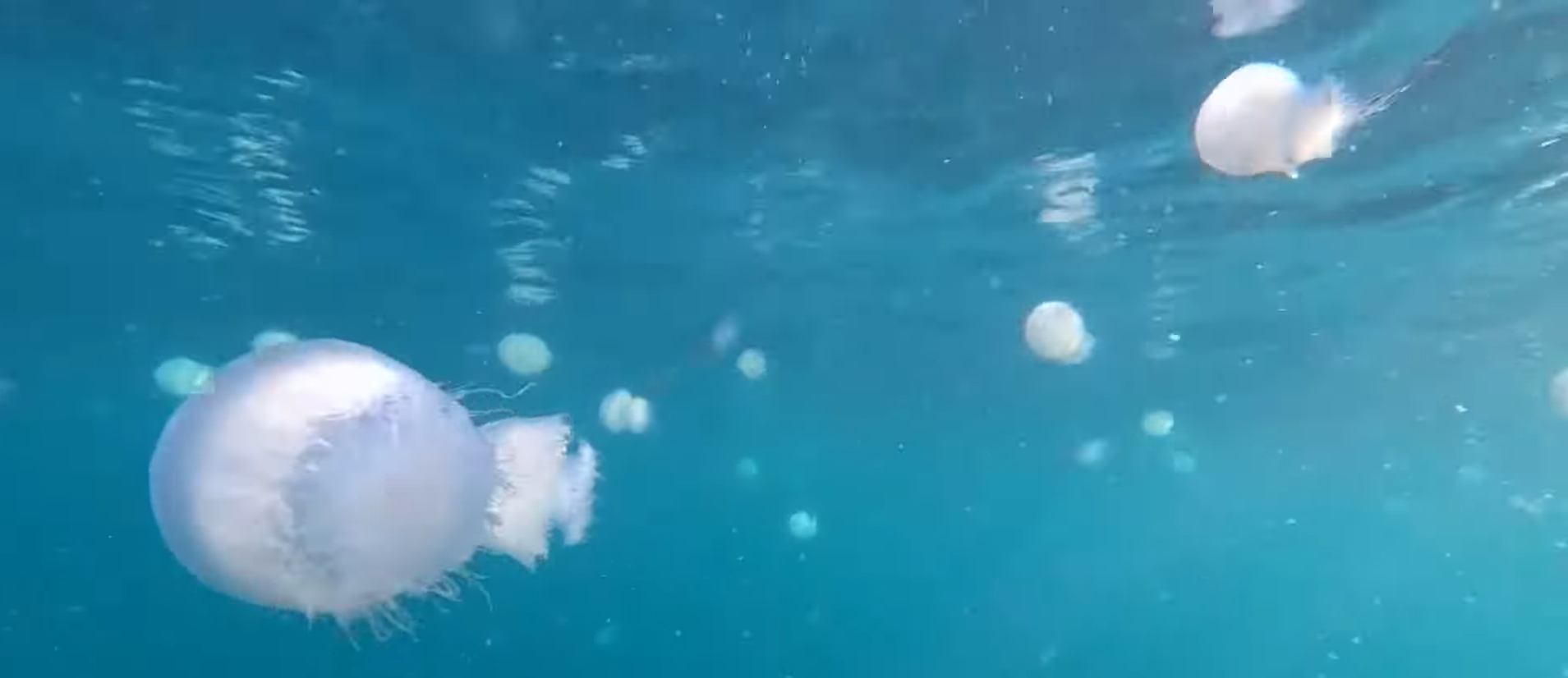 medúza izrael medúzaraj