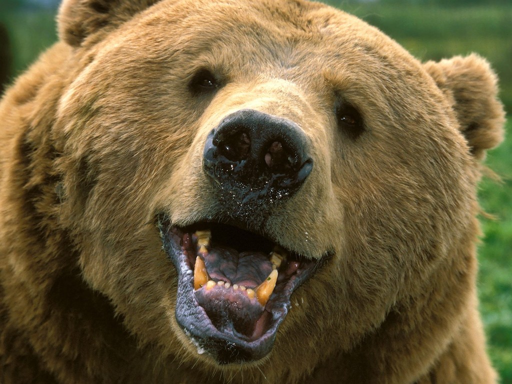 A moszkvai állatkert medvéit is érinti az embargó