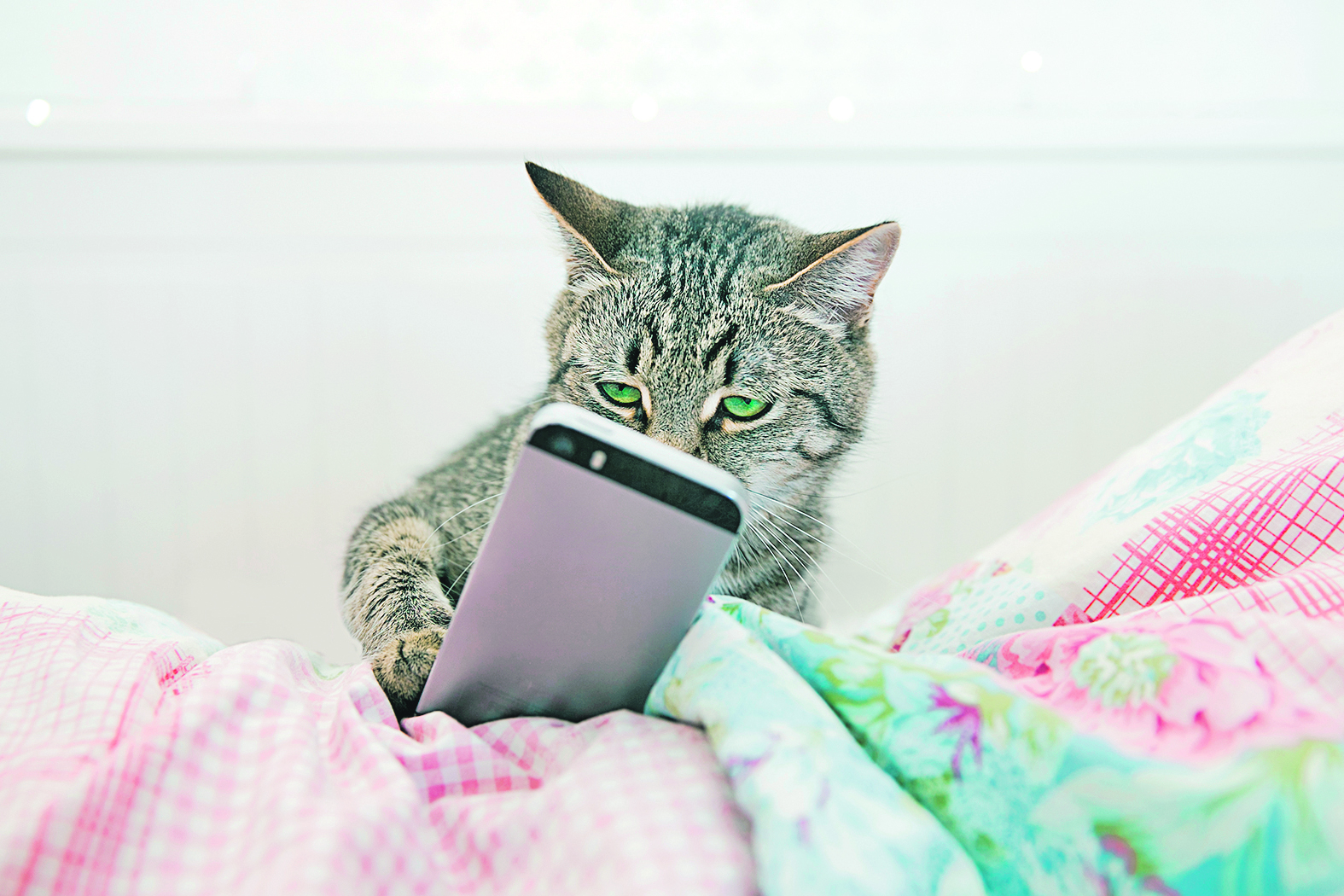 Смотрят кошки на экране. Коты с телефоном. Кот со смартфоном. Кот с телефоном в руках. Кошка с айфоном.