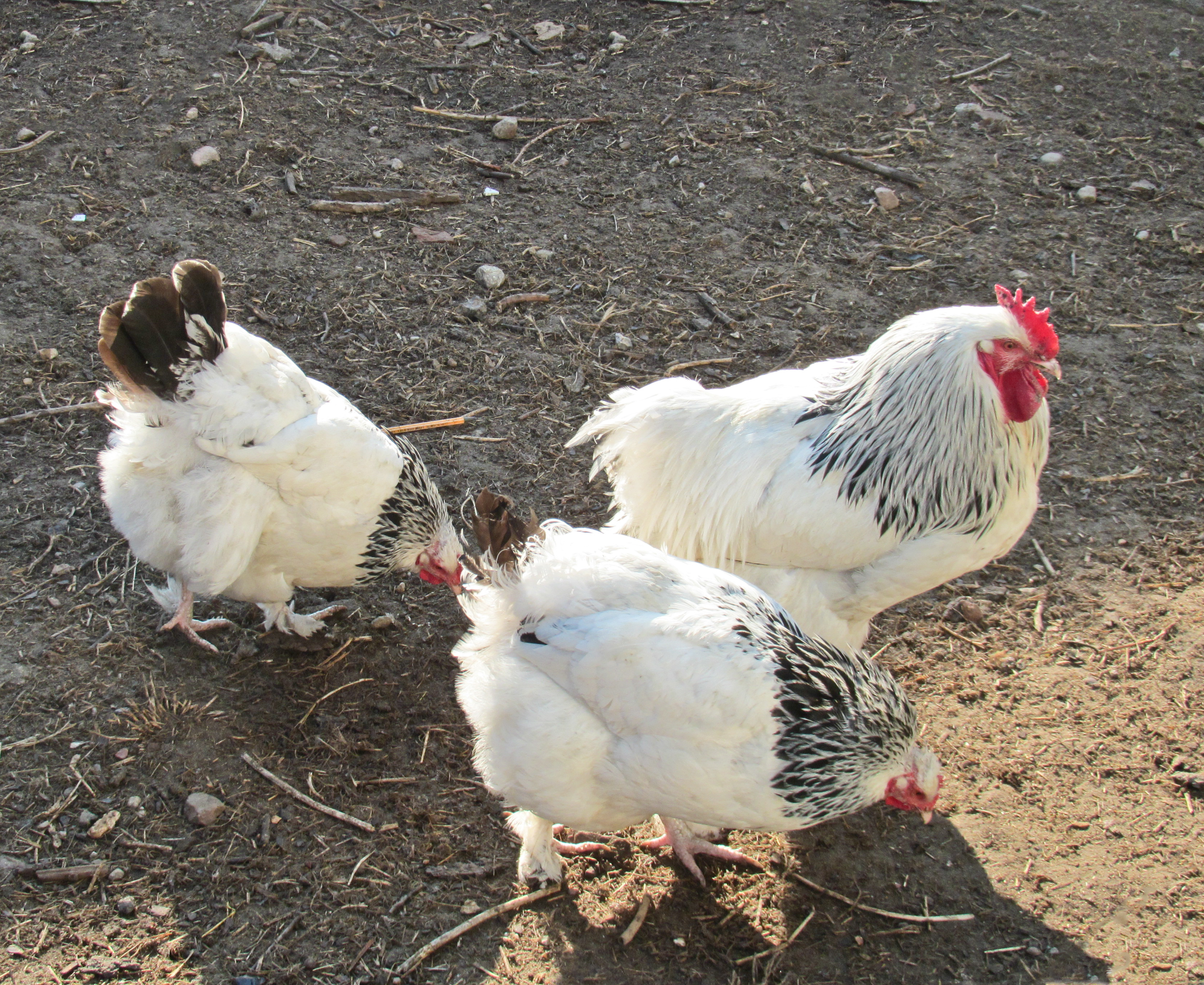 A madárinfluenza új altípusát találták csirkékben Kínában