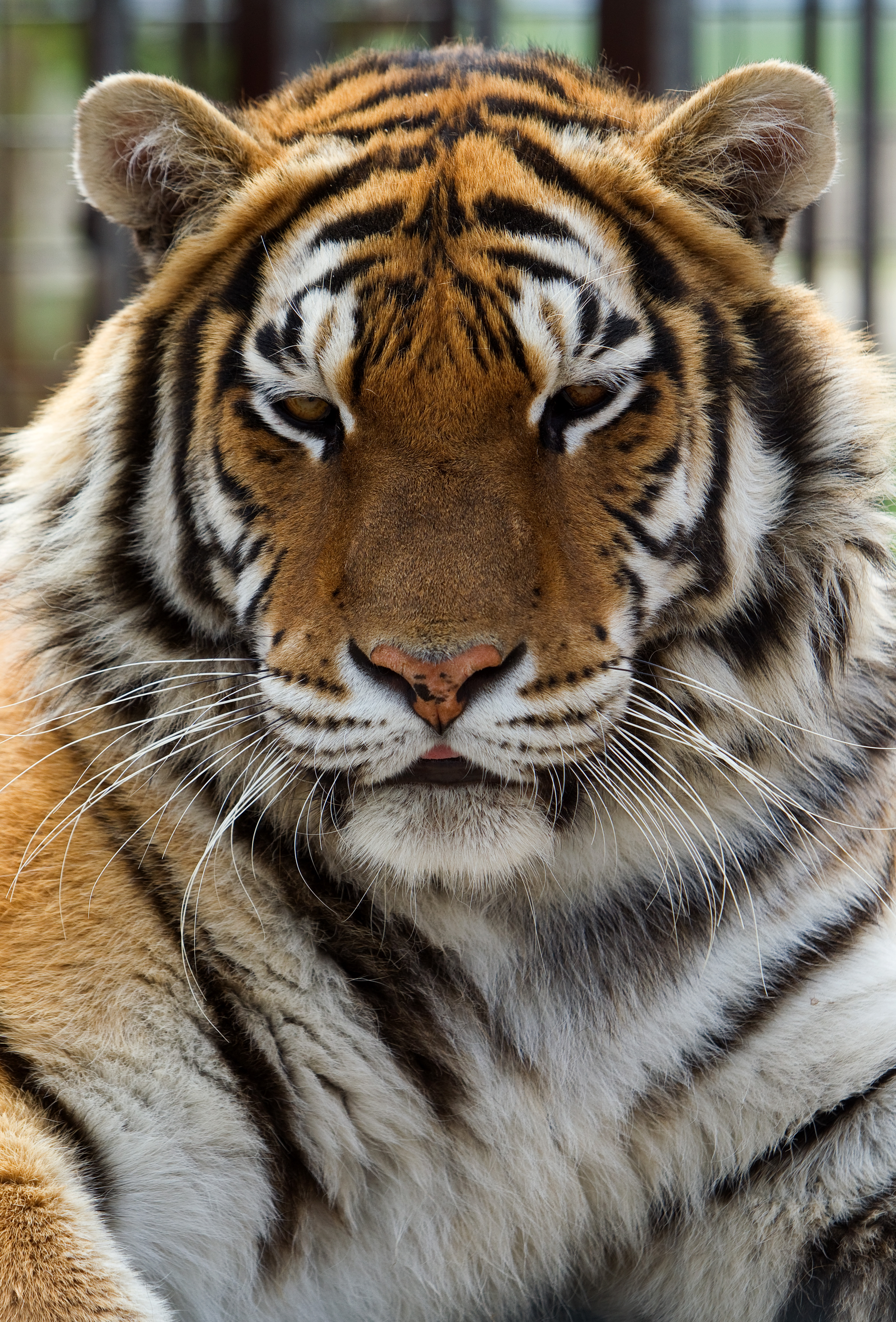 Elszabadult egy cirkuszi tigris Párizsban