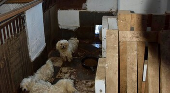 Illegális kutyaszaporító telepet számoltak fel a Komáromi járásban