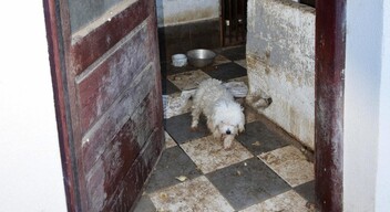 Illegális kutyaszaporító telepet számoltak fel a Komáromi járásban