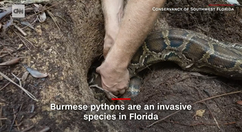 Az egész projekt célja a helyi vadakat fogyasztó invazív fajok felszámolása. Bartoszek szerint „a nőstény pitonok eltávolítása döntő tényező e csúcsragadozók szaporodási ciklusának megszakításában". A pitonok zűrzavart okoznak a floridai Everglades Nemzeti Park ökoszisztémájában, mivel más, őshonos fajokból táplálkoznak.