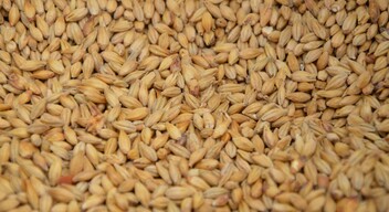 A Statisztikai Hivatal legfrissebb adatai szerint a sűrűn vetett gabonafélék idei termésmennyisége Szlovákiában várhatóan eléri a 2,7 millió tonnát, ami 1,3 százalékkal több, mint egy évvel ezelőtt.