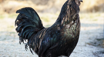 Az ayam cemani egy különleges csirkefajta, aminek különlegessége a színében rejlik, ugyanis teljesen fekete. Az adatok szerint a húsa nem különbözik más csirkefajtákétól, inkább az egzotikus kinézetével ad hozzá az élményhez. Indonéziából származik, és manapság a világ minden részére exportálják már. Darabja kb. 2500 euró.