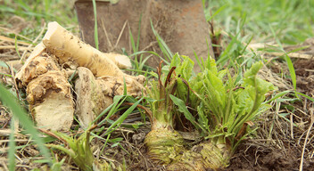 A torma az agyagos-homokos, humuszban gazdag a termőföldet kedveli leginkább. Ha a kertedben ilyen a termőföld, akár egy évtizedig is teremni fog nálad. Hosszú ideig lehet hűtőben is tárolni. Lereszelve, lezárható edényben akár két hónapig is tárolható.