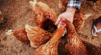 Ajándékozzuk el valakinek, aki csirkéket tart. Kérdezzük meg a kollégáinkat, hátha valakit ismernek, akinek szüksége lehet rá. 