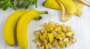 A banánhéj kálium-, kalcium-, és foszfortartalma miatt kiváló trágyaalapanyag a savkedvelő növények számára. A legegyszerűbb módja a banánnal való trágyázásnak, ha kisebb darabokra vágod, és nagyjából 10 cm mélyre ásod. Ideális esetben ezt még a növények elültetése előtt kéne megtenned.