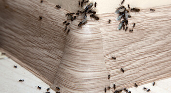 A hangyák számára kellemetlen a szappan illata. Keverjünk össze ablaktisztító folyadékot folyékony szappannal, és fújjuk a keveréket a rovarok útvonalára. Amennyiben nem szeretnénk, hogy csússzon a padló, Cayenne-borsot vagy fekete borsot is szórhatunk le.